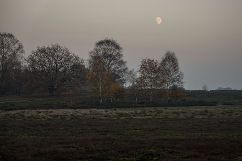 Abendstimmung am Gehölzrand