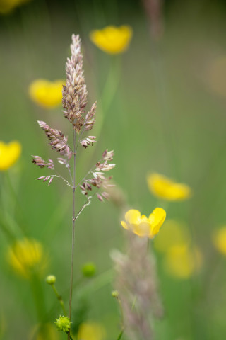 im Rausch der Butterblumen