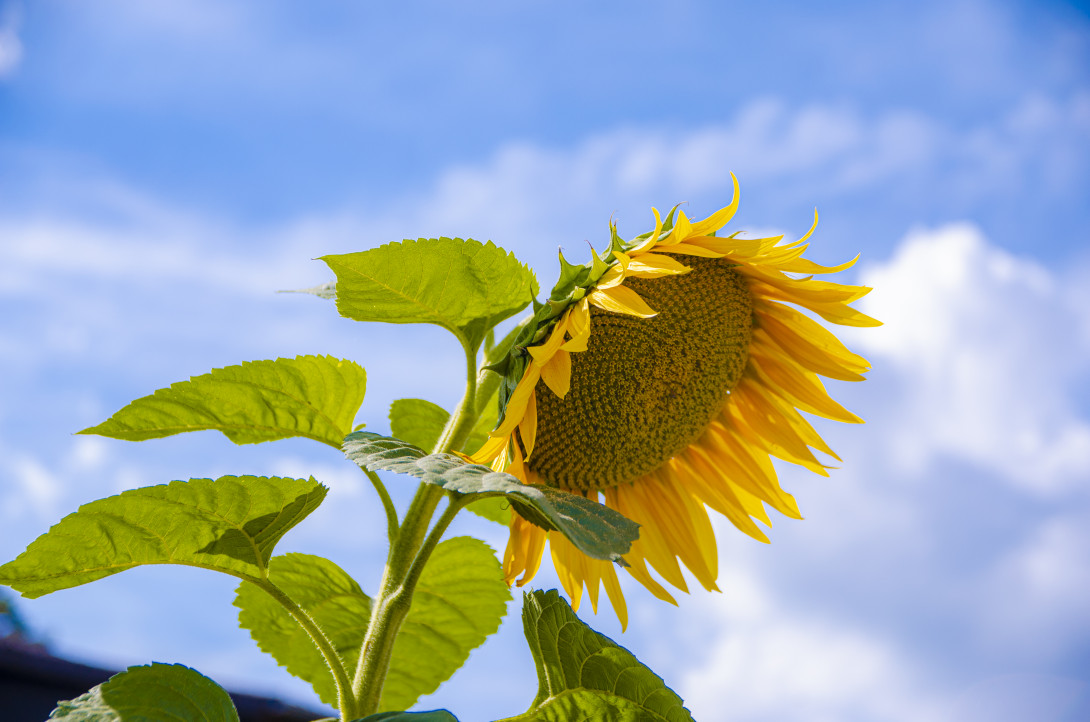 Eine Sonnenblume vor blauem Himmel
